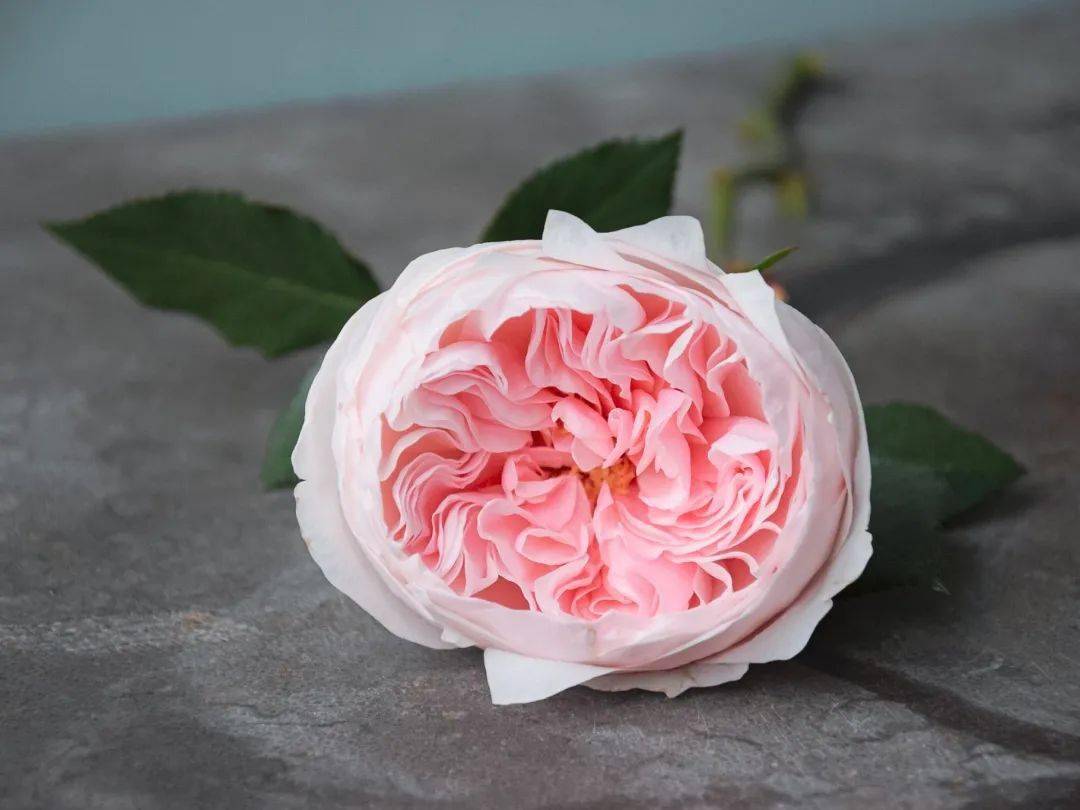 藏不住了60宝藏月季新品款款美到肝颤文末宠粉福利