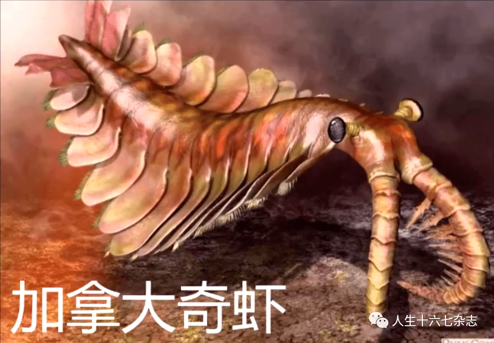 奇虾地球最初的霸主