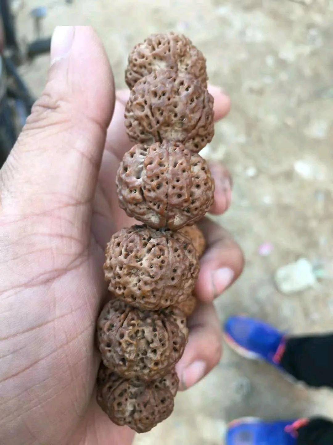 花1万买的药籽大金刚走色就这当年买的那些药籽现在走色怎样了