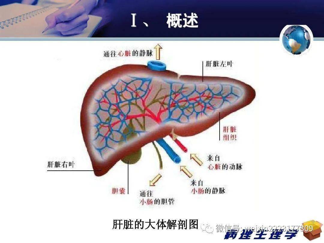 肝脏有10大功能和作用保护肝脏我们义不容辞