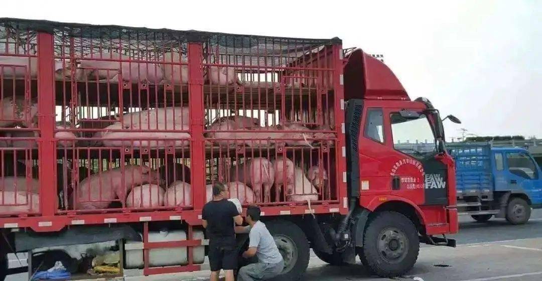 从陆良收购了109头猪卖到富源,不料半路就被司机卖了!