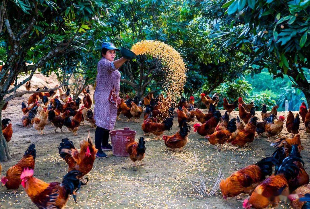 一只鸡的脱贫奇迹大化瑶族自治县七百弄鸡产业扶贫经验
