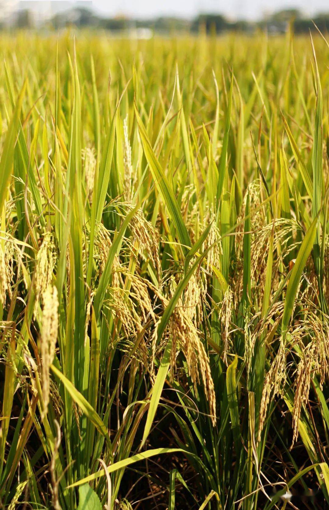 稻熟穗黄谷丰登