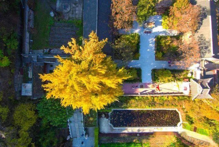 云游鞍山深山银杏黄金叶深秋唯美五百年