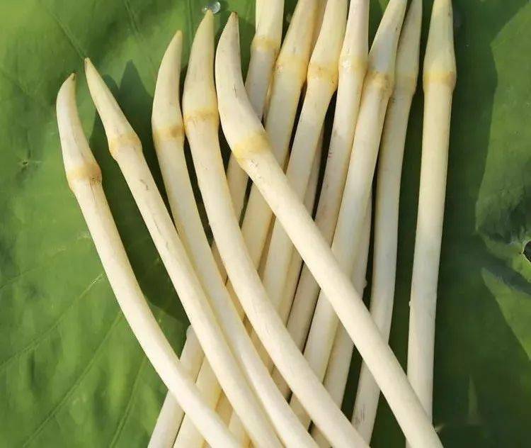 泰真肥牛与您分享您不了解的藕带知识