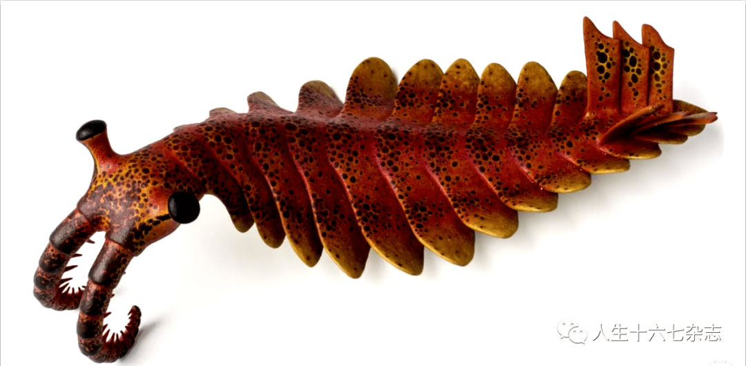 奇虾地球最初的霸主