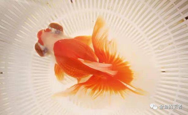 常年出口外销老铺:当岁花鎏金,水墨三色短尾狮,极品高背麒麟!_金鱼