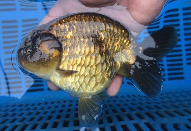 福州飞艺,福州春园鲤,如皋长蝶,苏州保发等国内知名渔场,鎏金,元宝狮