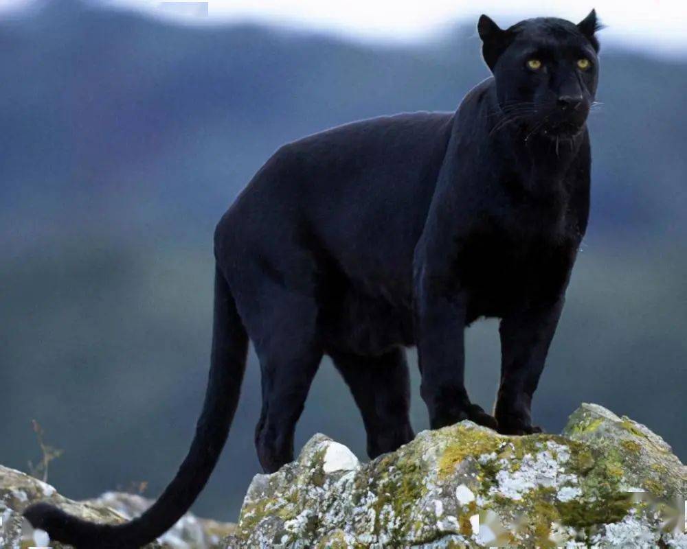 世界上最凶猛的一种动物,比狮子更加具有杀伤力,凶狠无比