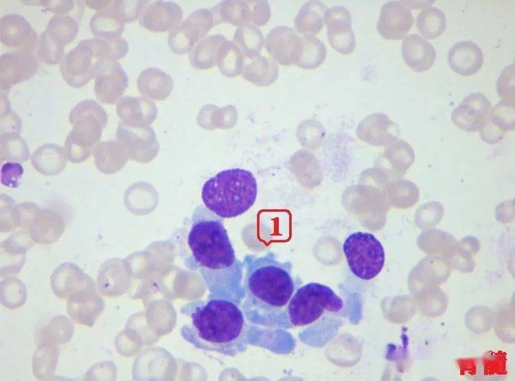 看图识细胞第90期