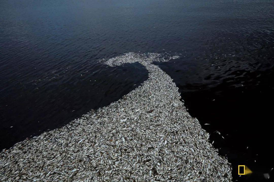 一大片赤潮来袭它正在吃掉整条食物链