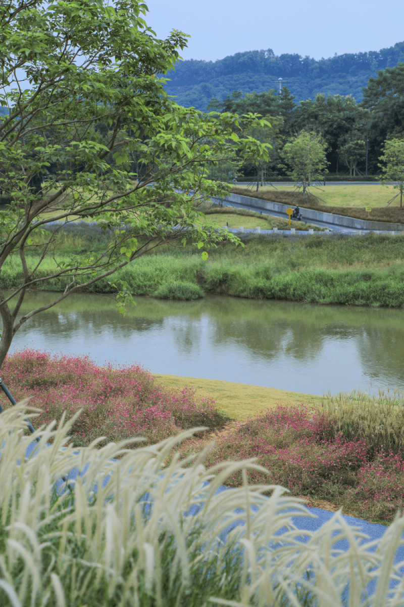 【发现光明治水景观】茅洲河碧道示范段:草长平湖白鹭飞