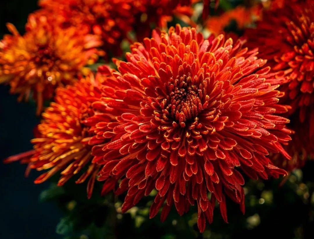 新华社视频专题报道摄影大咖书画大家齐聚肥乡菊花很靓