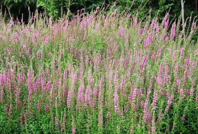庭院花园耐寒植物盘点