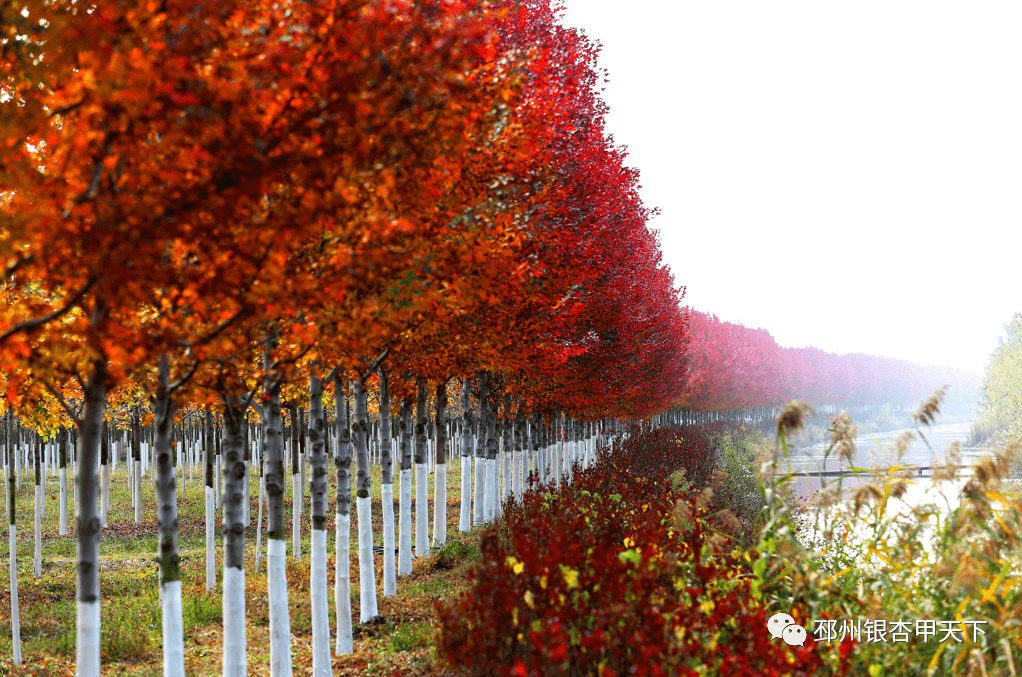枫景这边独好邳州万亩红枫点燃秋色