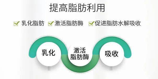 作为双亲分子,胆汁酸可与脂肪形成乳化脂肪微粒 消化阶段:胆汁酸与