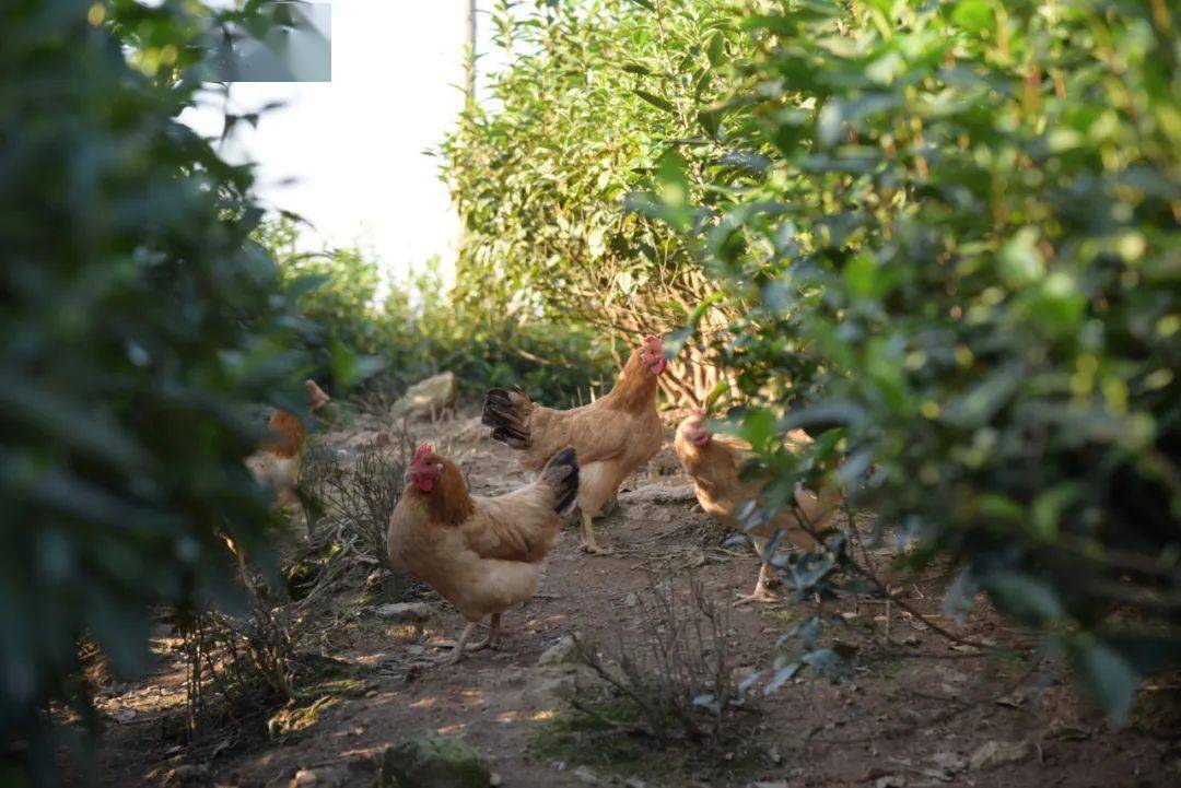 决战决胜脱贫攻坚茶山飞鸡土鸡中的战斗鸡