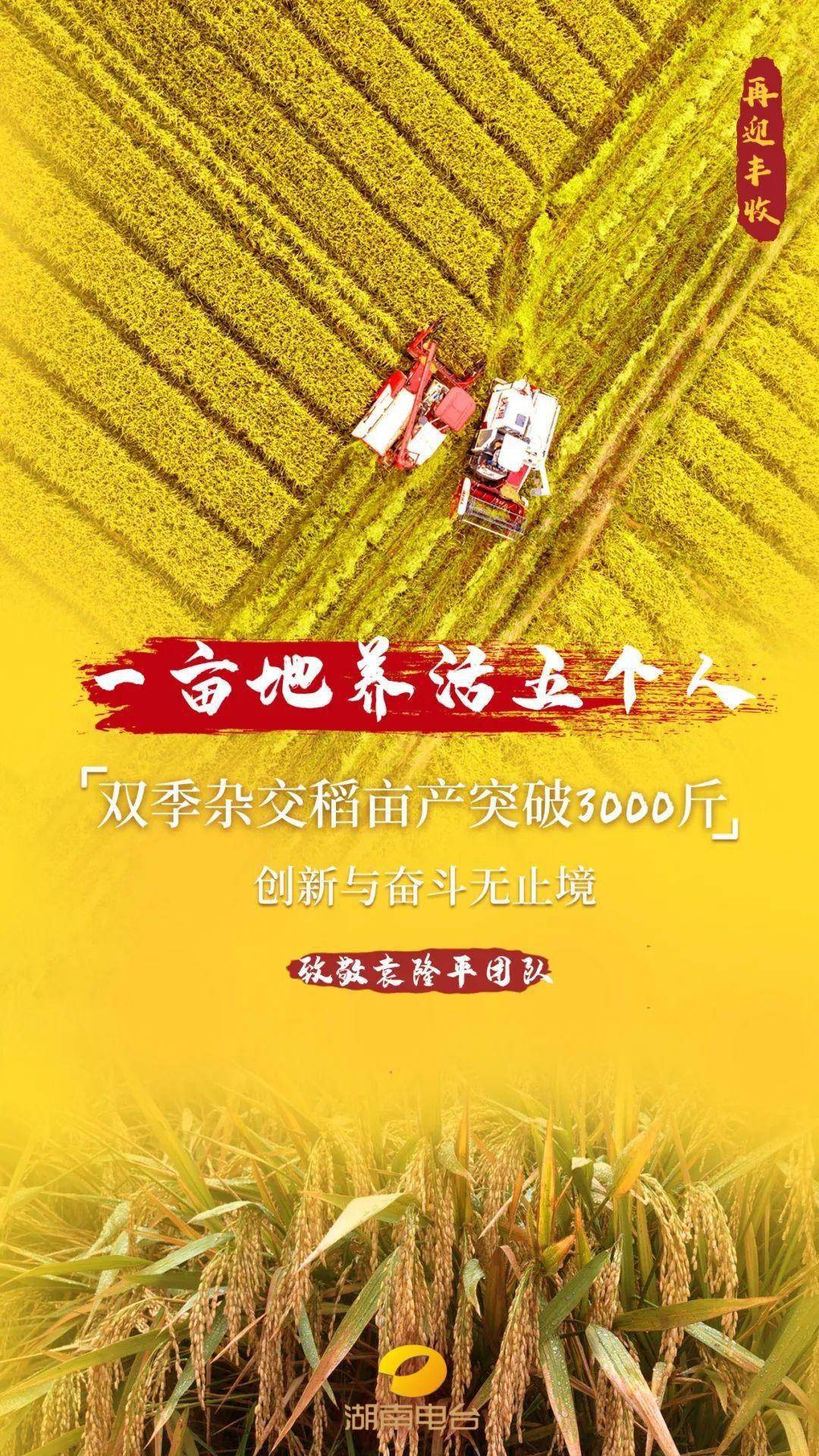 第三代双季杂交稻亩产超1500公斤