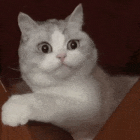 永动猫表情包全套图片
