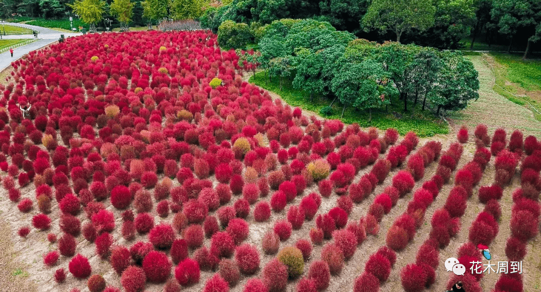 堪比粉黛亂子草世紀公園新晉網紅草竟可做掃帚