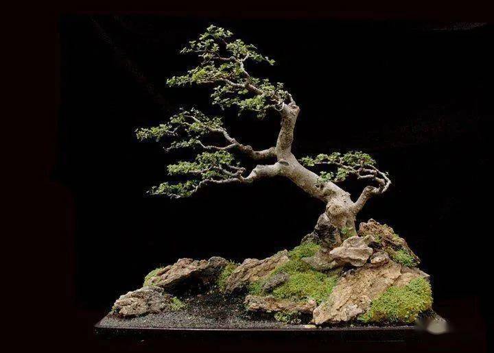 penjing 11-04 00:00 订阅 点击查看更多订阅内容> 盆景艺术的创作