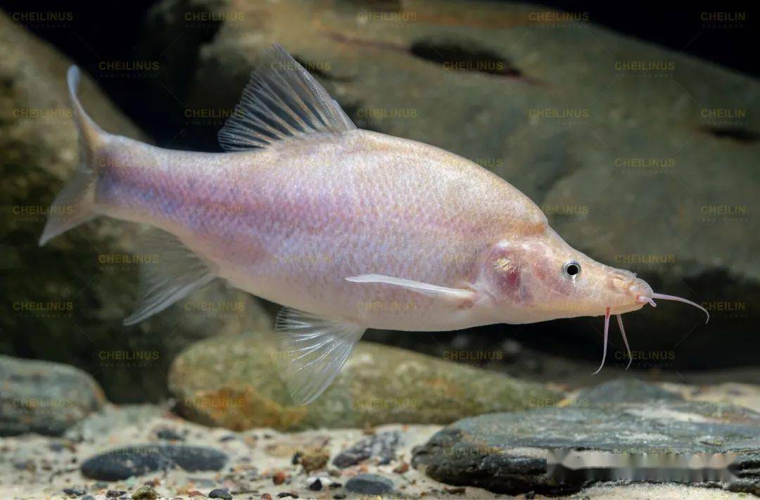 小眼金线鲃(广西凤山县等)—————————