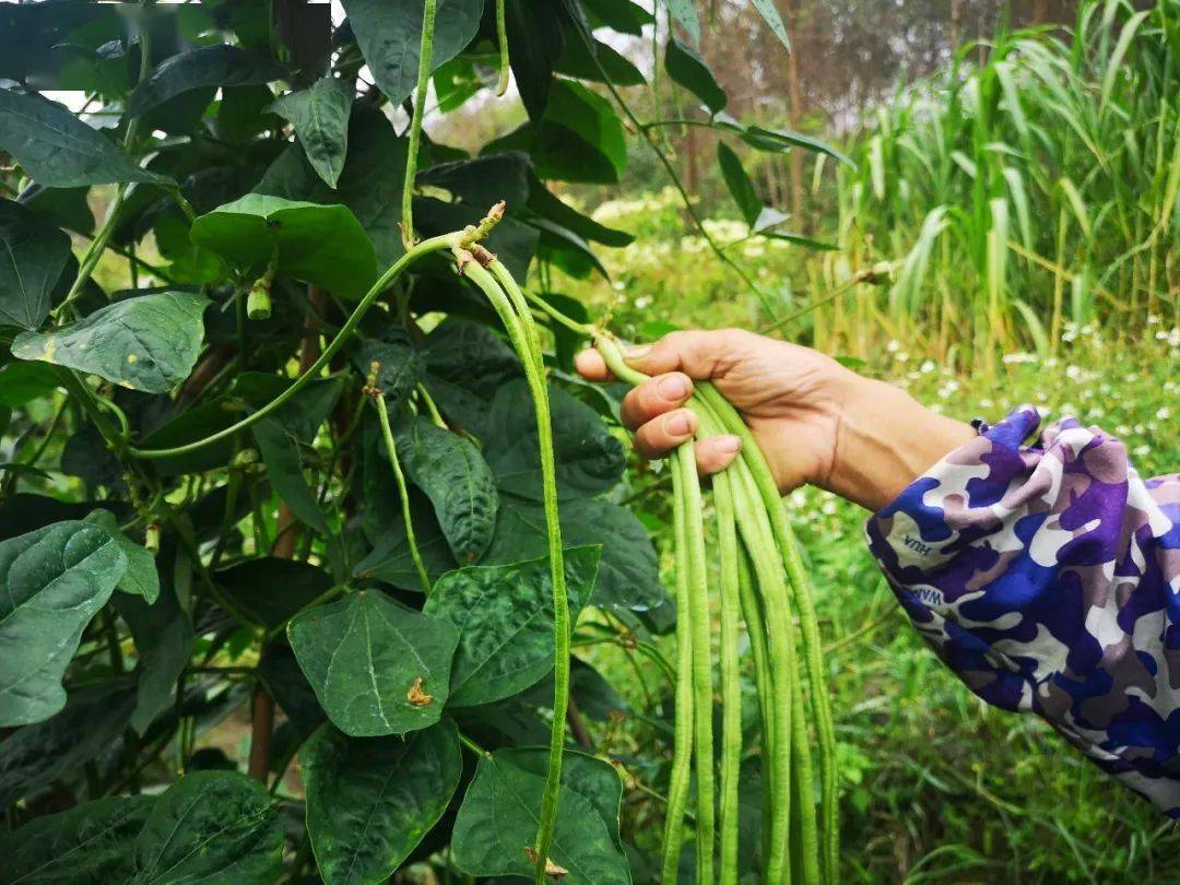 去年还在贫困户行列里的莫祖梅,今年依靠豆角种植,已顺利脱贫