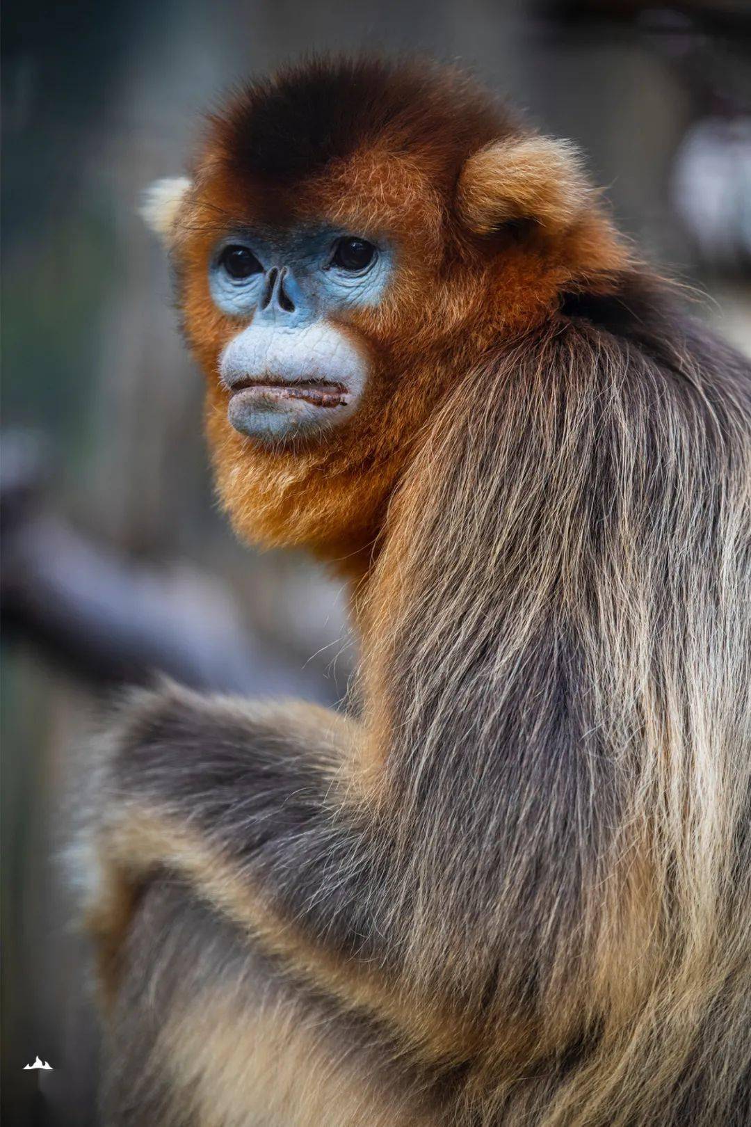 它在动物园成为了"百岁老人"