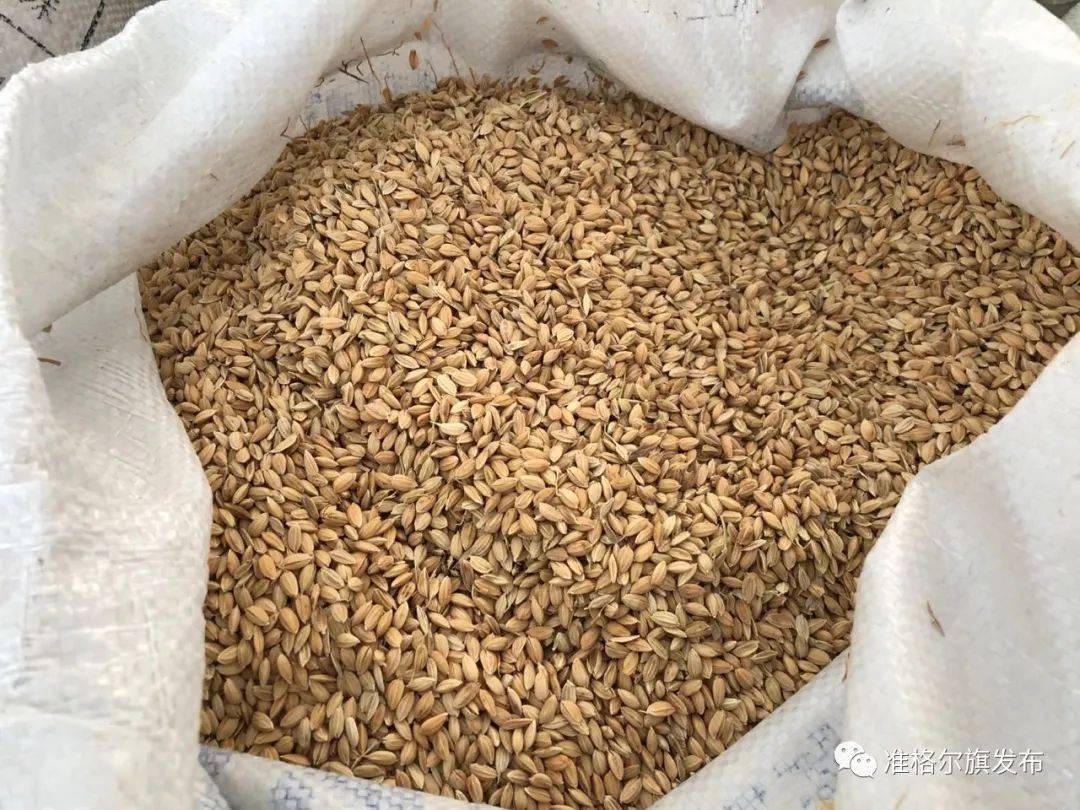 【城事】自助售米机现身准格尔旗,稻米现场脱壳._大米