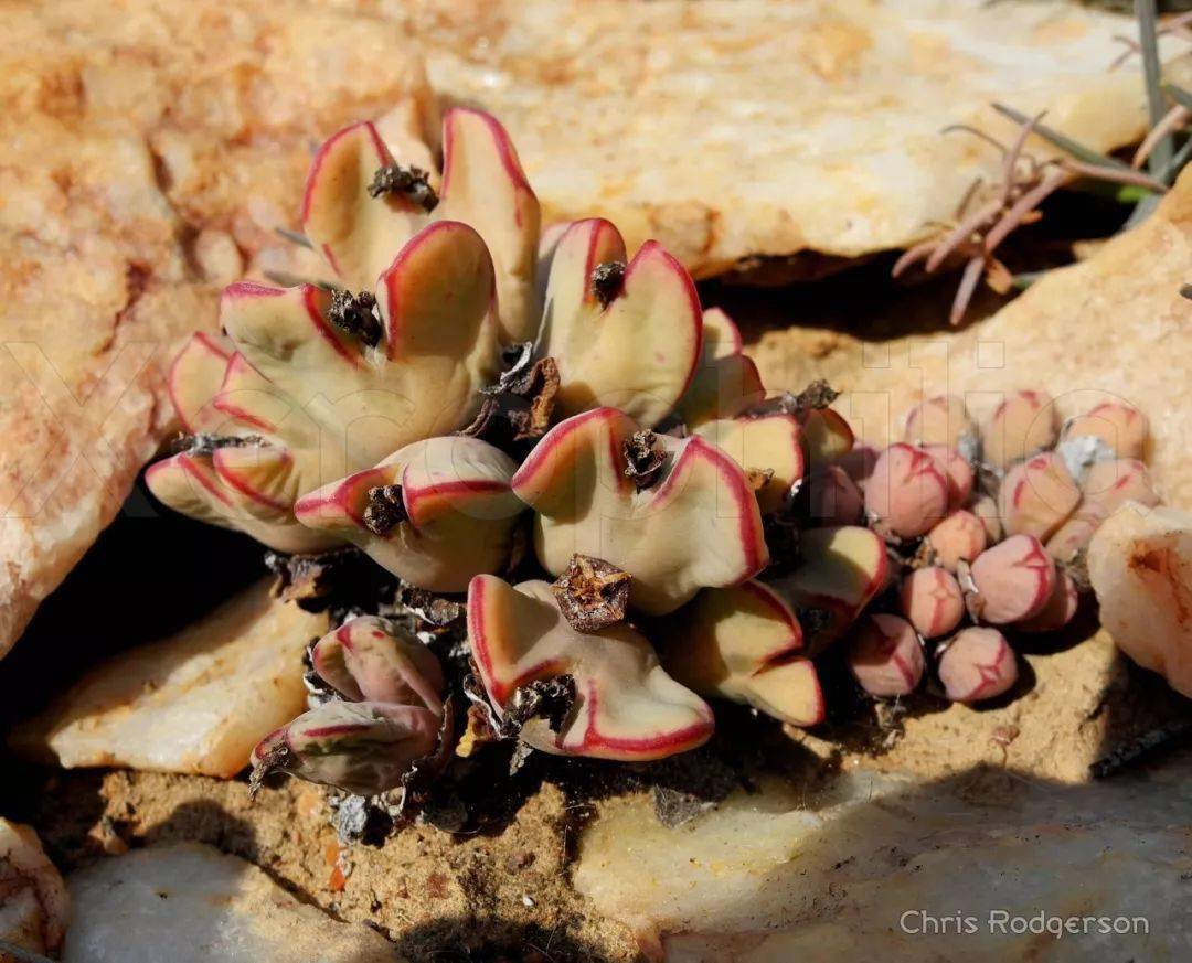 原产地的肉锥少将和它的七种类群