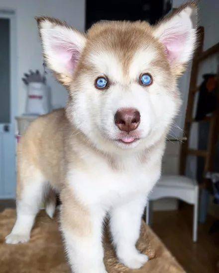 期待狗子长大后铲屎官搬家时的情景哈哈哈哈哈