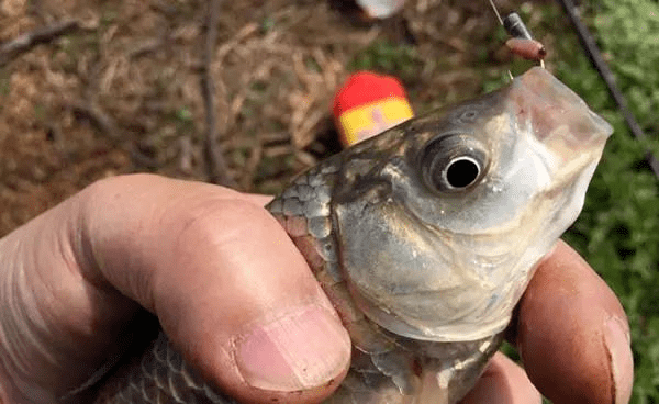 过了寒露钓鲫鱼用这两种方法收获大鲫没难度一钓一个准