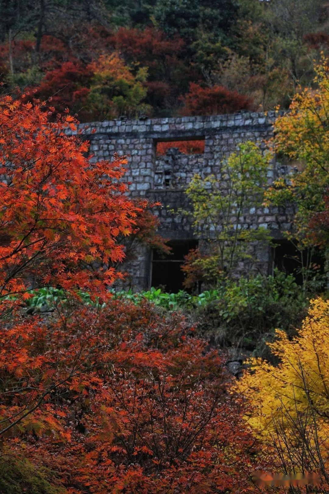 四明山赏红枫最佳地点图片
