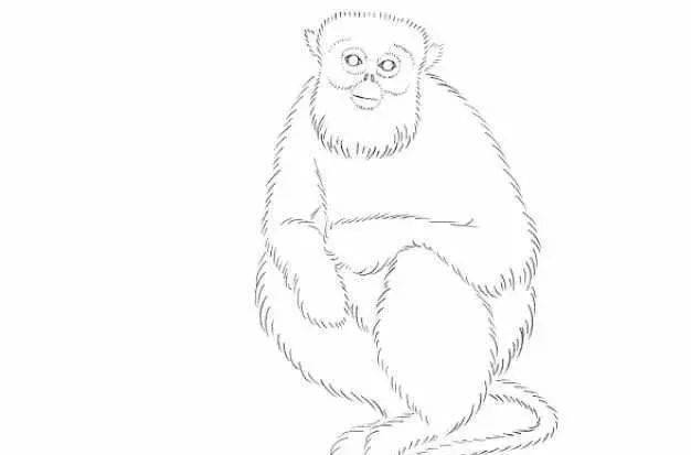 彩铅动物教程金丝猴