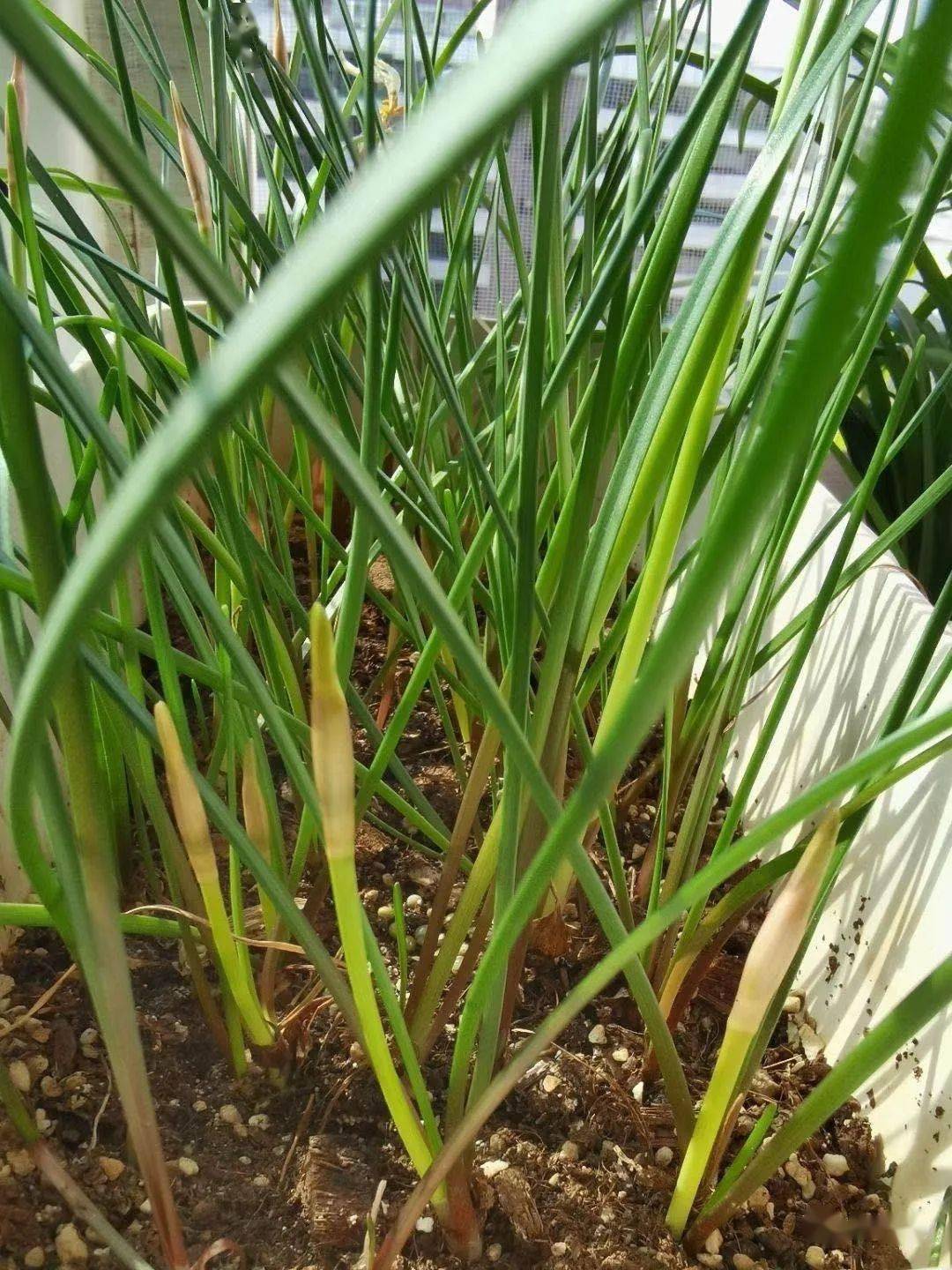 15元钱买了100粒葱兰的种球不一小心也开爆了盆