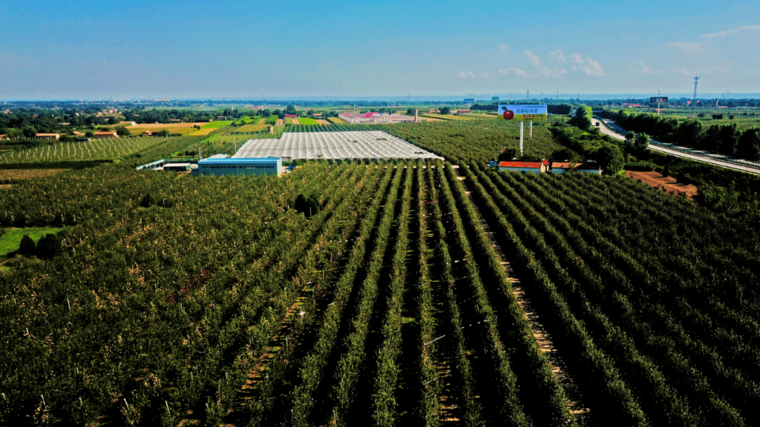 宁县不但有全国最大的矮化自根砧苹果基地,还积极构建现代苹果生产