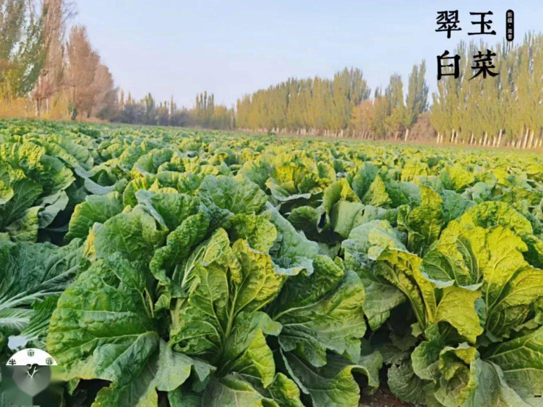 预订| 焉耆翠玉白菜,新鲜归来