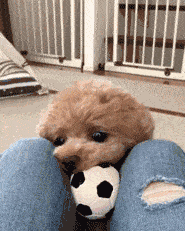 小泰迪都是乖宝宝呵那是你没见过这只泰迪