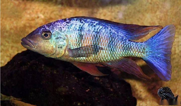 杂带斜肩/新领航