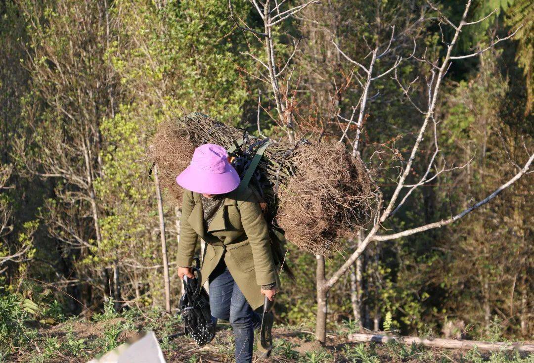 源自天然，汲道地精华|参苓健脾胃颗粒白扁豆、茯苓道地药材标准化种植示范基地挂牌-搜狐大视野-搜狐新闻