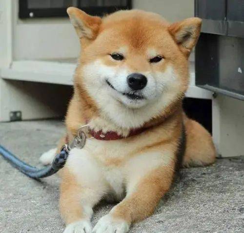 网红狗糯米走红网络主人却被点名收罚单