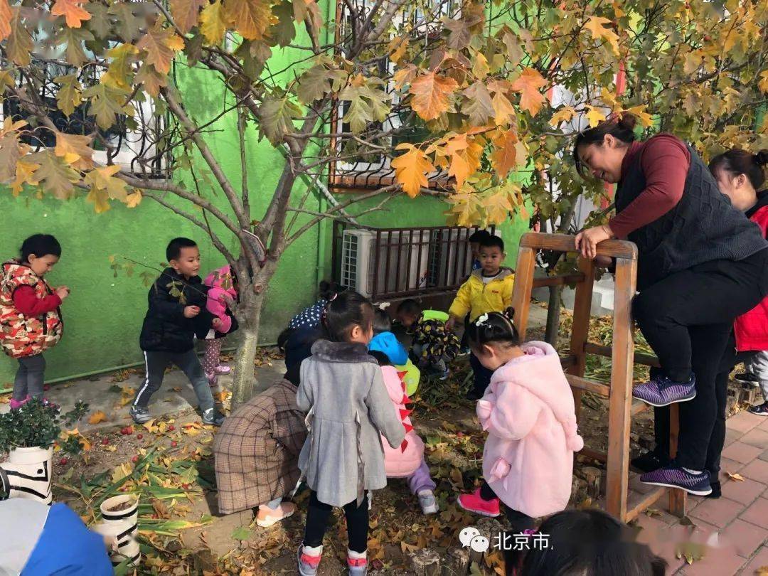 金秋采摘 收获喜悦—向阳幼儿园开展秋季采摘活动_小朋友们