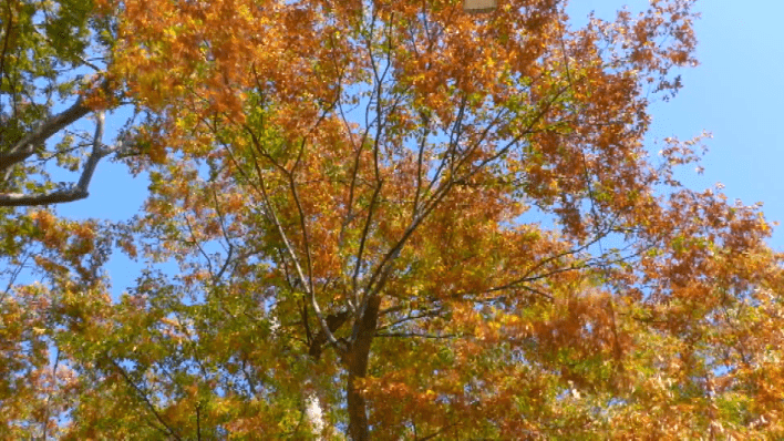 【涉县融媒微视频】漫步雪寺村 赏千年榔榆树