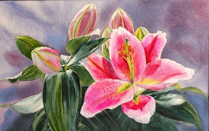 水彩插画水彩百合花合集