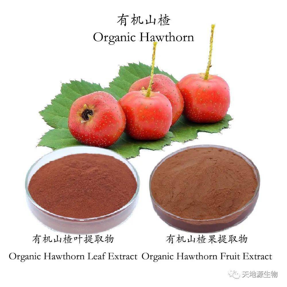 天地源有机山楂提取物黄酮牡荆素优质供应