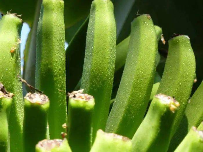 把这些工作的做好跳甲就再也危害不了你的香蕉