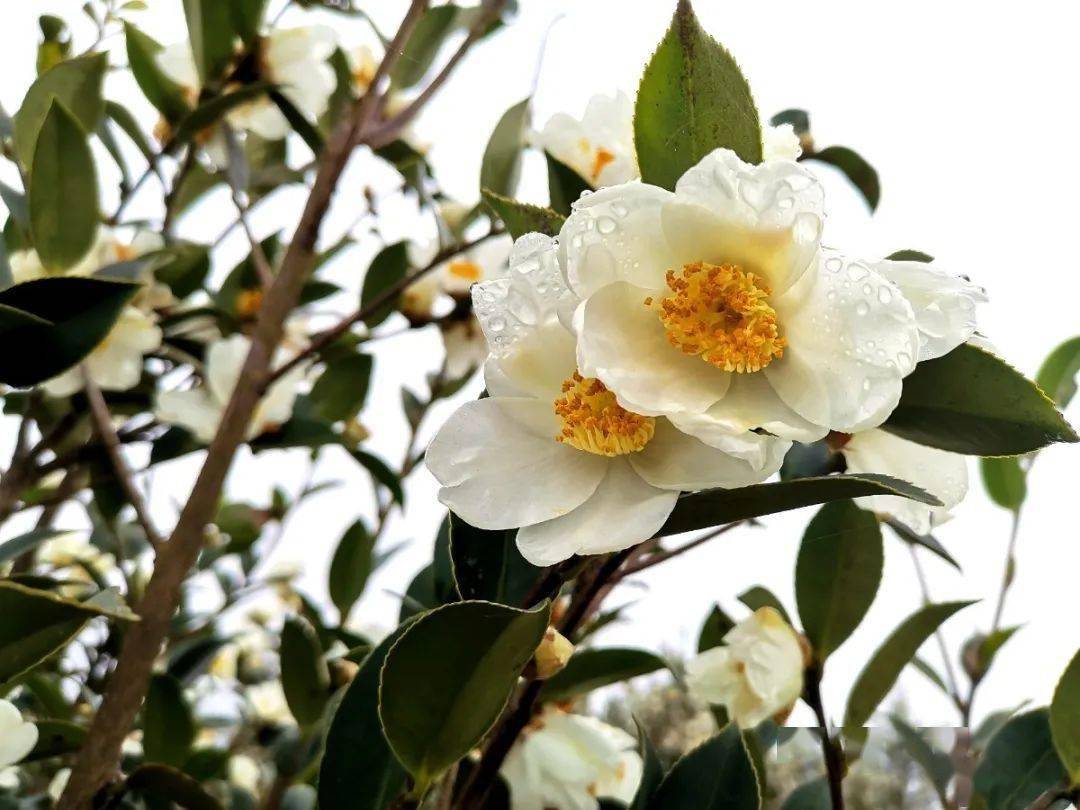 晚秋景致,大龙开发区乡村飘来茶花香_油茶