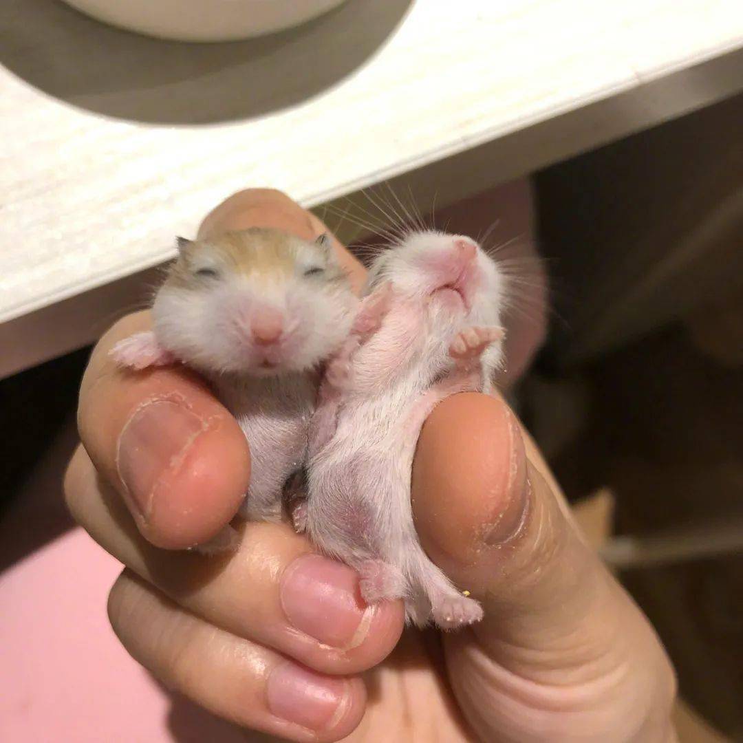 还没睁眼就吃东西的小仓鼠也太可爱了