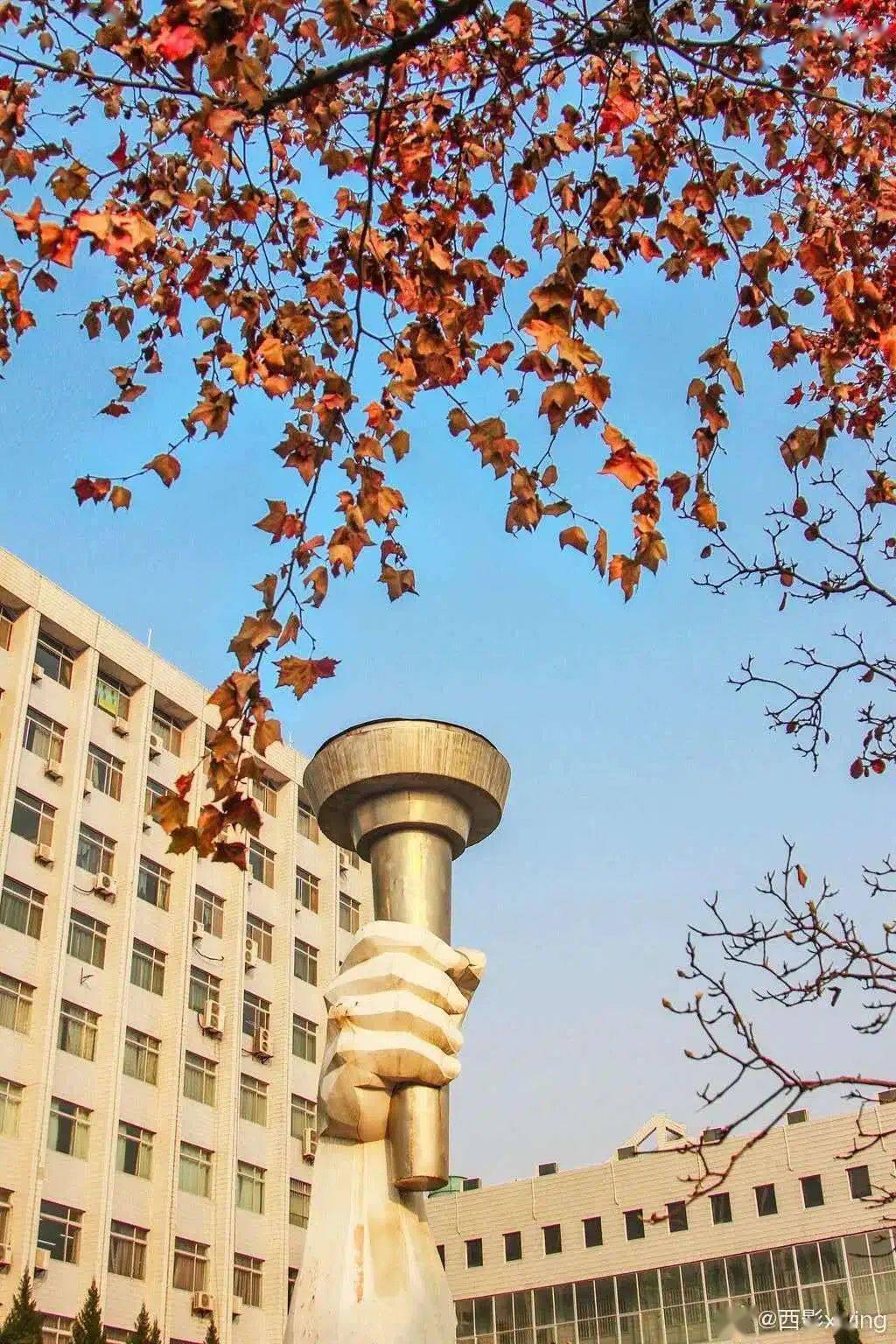 又是一秋大学叶舞纷飞美如画微言夜读