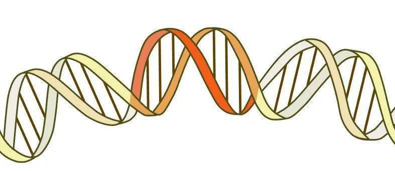 这节课要绘制的图来自于 theranostics 期刊 " cytosolic ca2